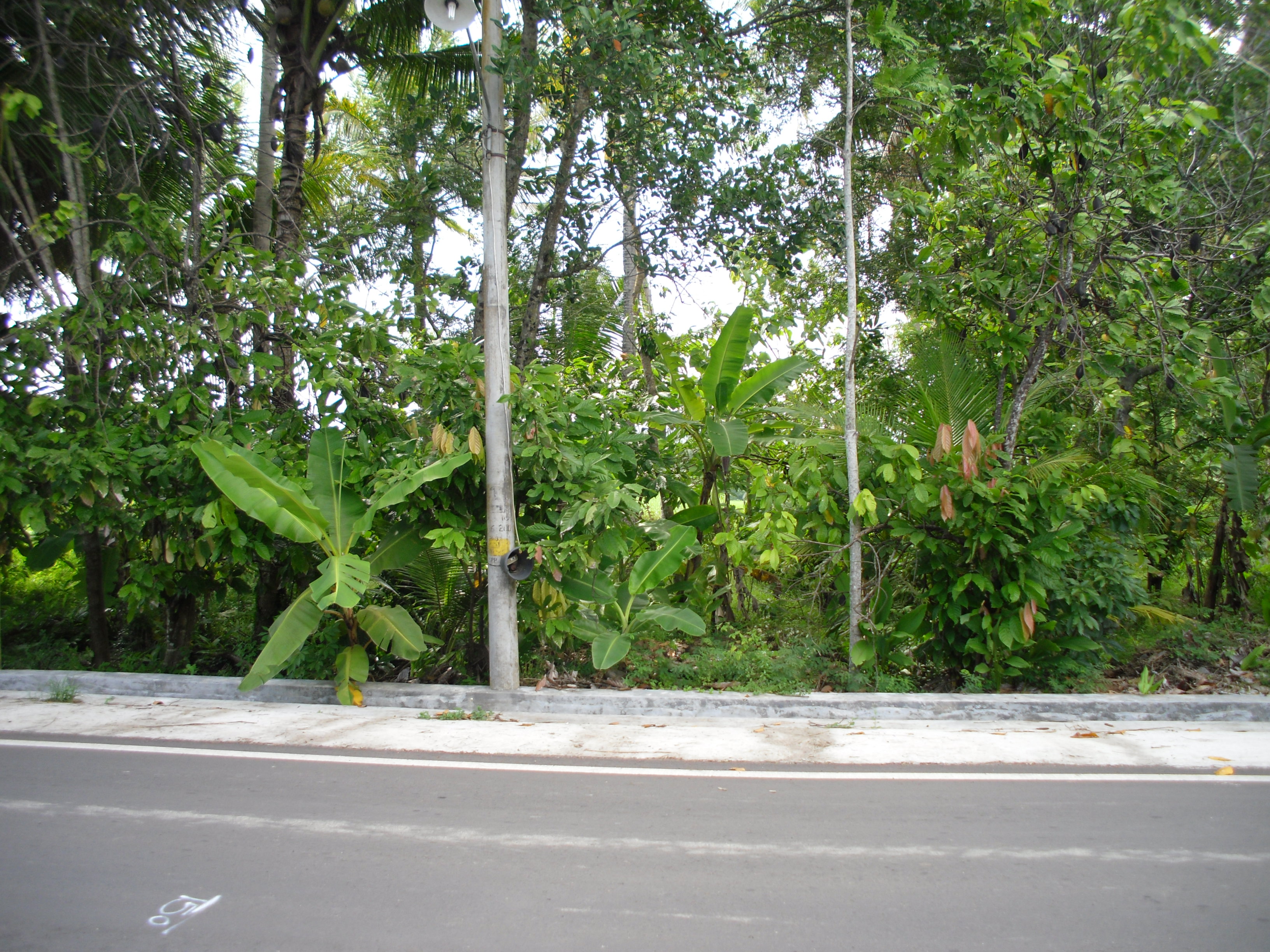 TANAH DI PINGGIR JALAN RAYA, DI SUMBER ARUM, MOYUDAN, SLEMAN.