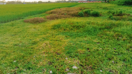Freehold land 2800 sqm  view rice field closed to Pantai Kedungu , Tabanan