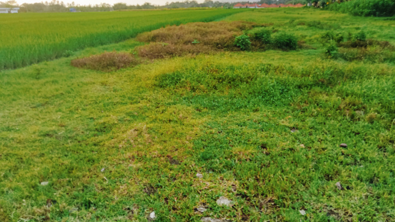 Freehold land 2800 sqm  view rice field closed to Pantai Kedungu , Tabanan