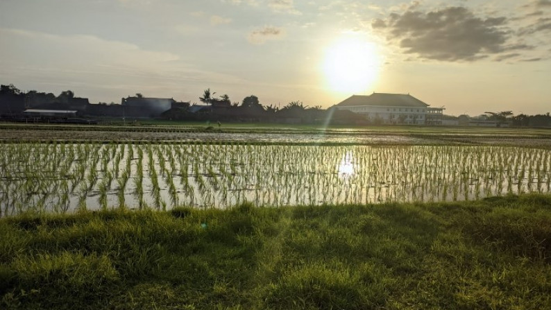 Freehold land 2800 sqm  view rice field closed to Pantai Kedungu , Tabanan