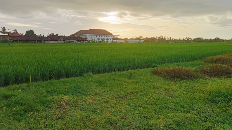 Freehold land 2800 sqm  view rice field closed to Pantai Kedungu , Tabanan