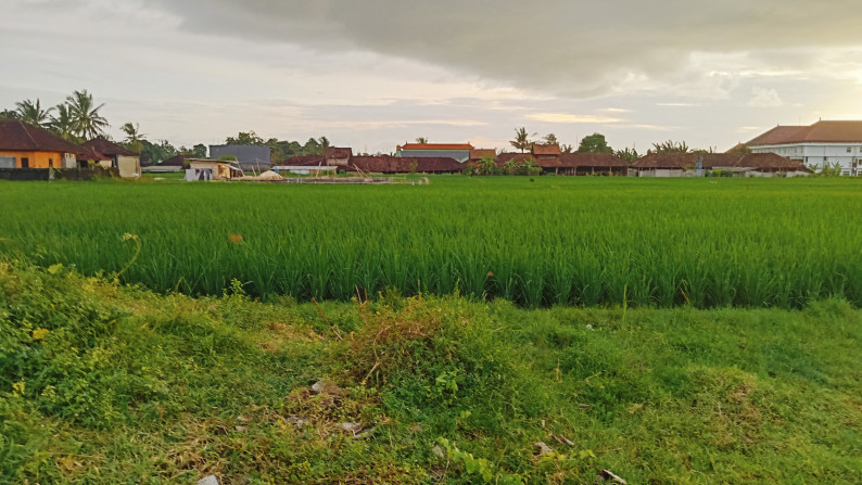 Freehold land 2800 sqm  view rice field closed to Pantai Kedungu , Tabanan