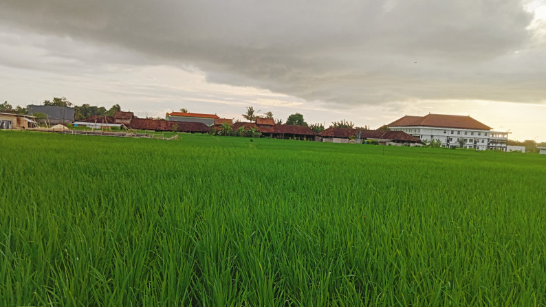 Freehold land 2800 sqm  view rice field closed to Pantai Kedungu , Tabanan