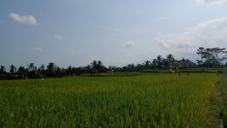 Freehold 798sqm Land with Timeless Rice Field Views 20minutes from Ubud Main Road