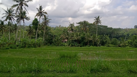 808Sqm Leasehold Land With Undisturbed Rice field and Palm Tree Views across Canyon