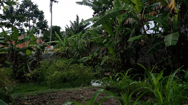 375 sqm Freehold Land in Strategic Location with Hidden Rice field Views