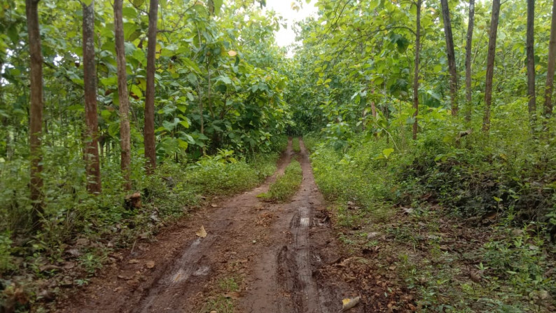 Tanah 1799 Meter Persegi Di Desa Jetis Wetan, Dekat Kawasan Wisata Gunung Kidul