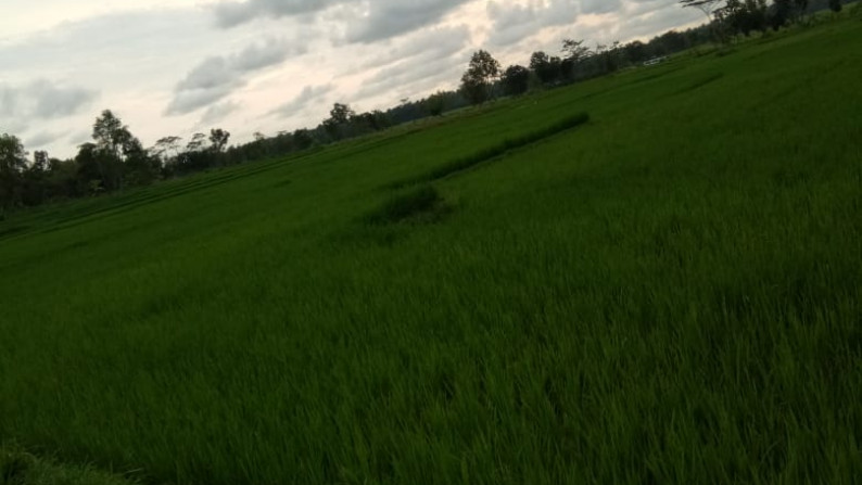 Tanah Sawah Di Kali Gesing Kuotoarjo Jawa Tengah