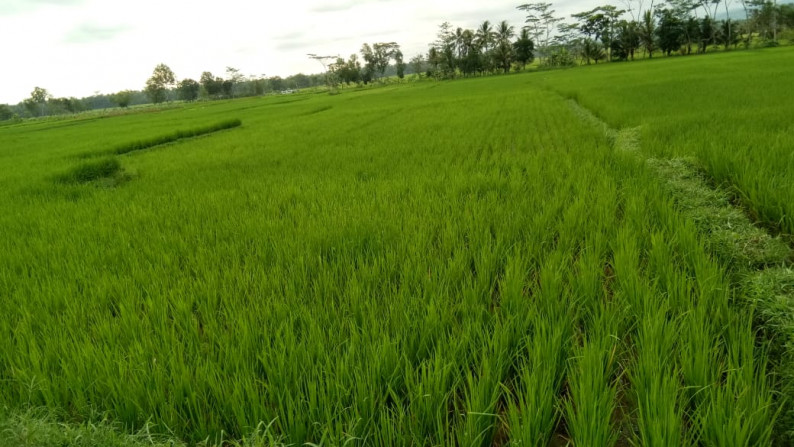 Tanah Sawah Di Kali Gesing Kuotoarjo Jawa Tengah