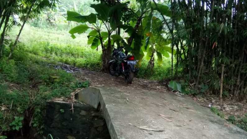 Tanah Sawah Di Kali Gesing Kuotoarjo Jawa Tengah