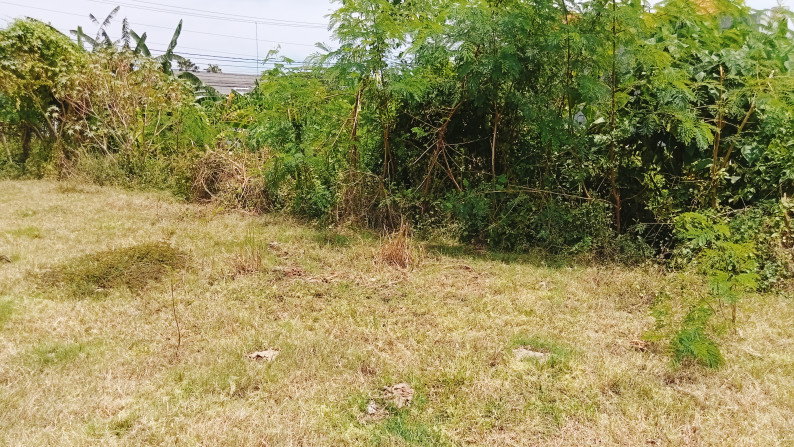 Leasehold land   in premium area Batu Mejan , Canggu