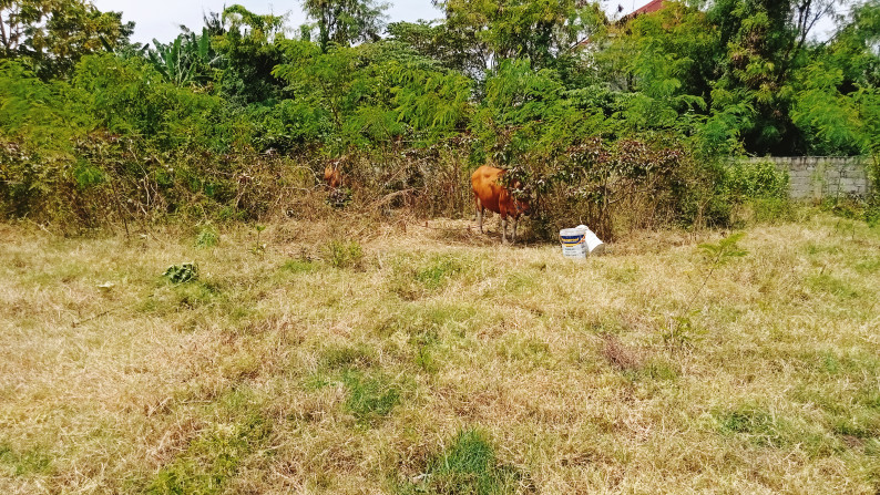 Leasehold land   in premium area Batu Mejan , Canggu