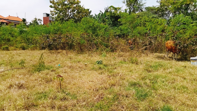 Leasehold land   in premium area Batu Mejan , Canggu