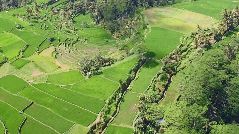Unblocked Rice Field View Land In Tampak Siring Close To Ubud
