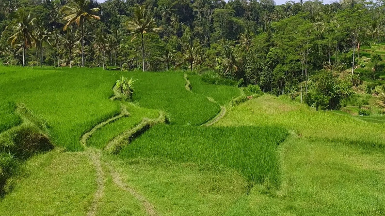 Unblocked Rice Field View Land In Tampak Siring Close To Ubud