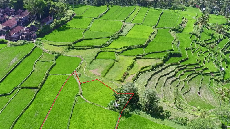 Unblocked Rice Field View Land In Tampak Siring Close To Ubud