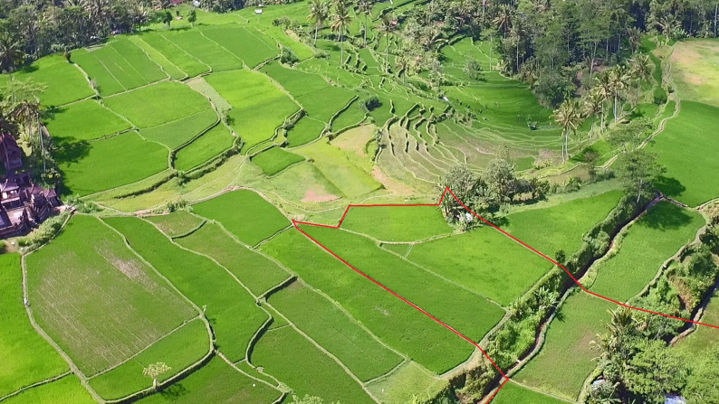 Unblocked Rice Field View Land In Tampak Siring Close To Ubud