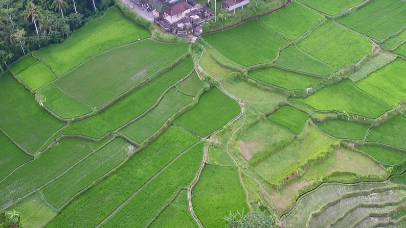 Unblocked Rice Field View Land In Tampak Siring Close To Ubud