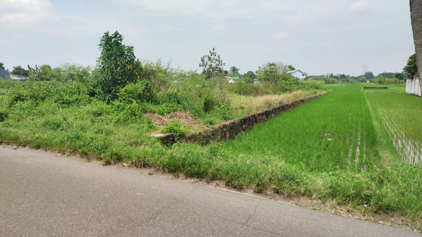 Tanah Sawah 493 Meter Persegi Hanya 400 Meter Dari Jl Godea Km 8