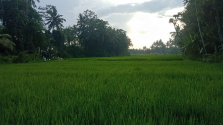 1500 S qm Freehold land with jungle , river and rice field  view 15 minutes from ubud center, 5 minutes to art market