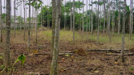 Tanah kosong cocok untuk bangun rumah dan taman di Tajur Halang Bogor