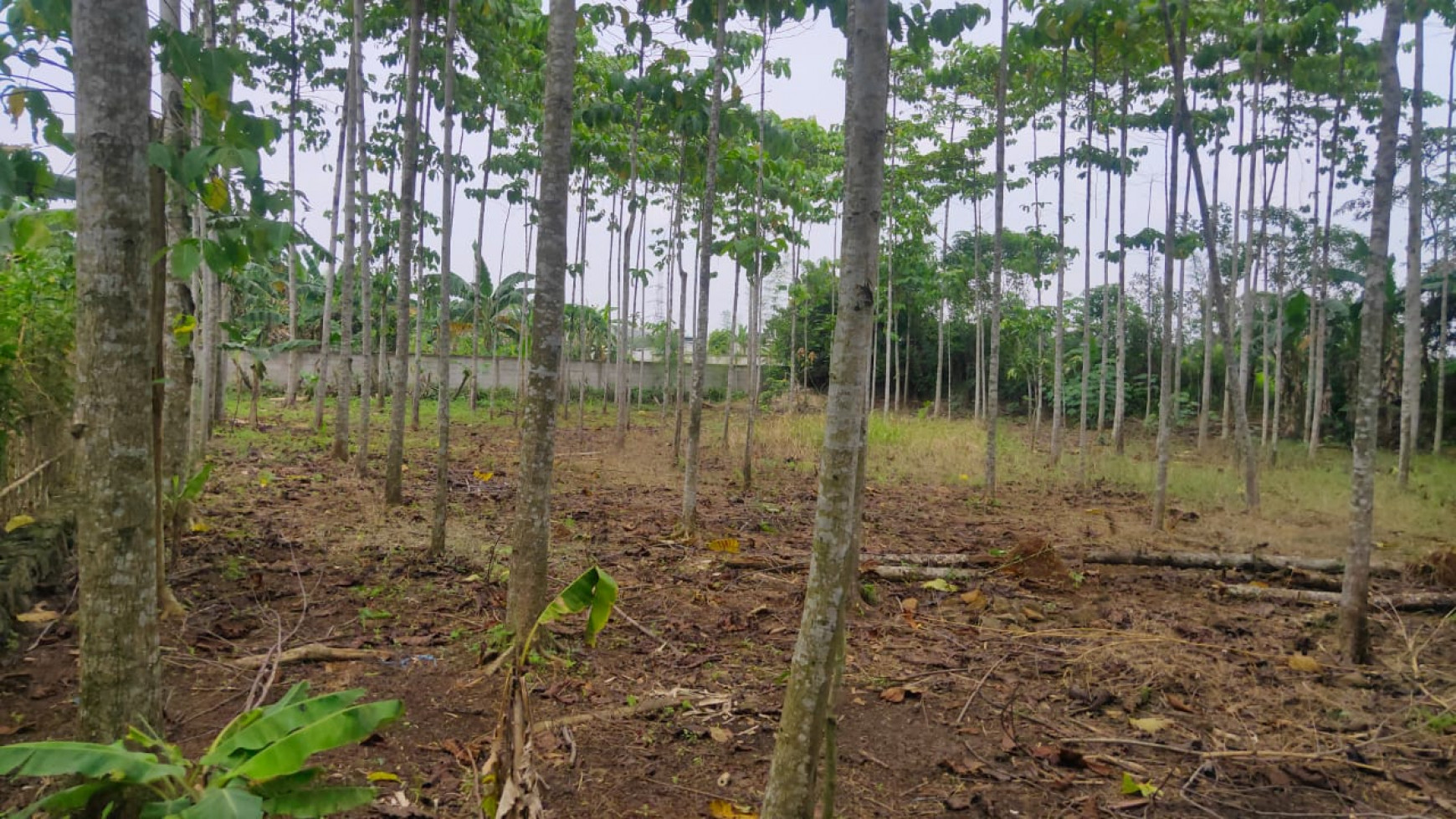 Tanah kosong cocok untuk bangun rumah dan taman di Tajur Halang Bogor