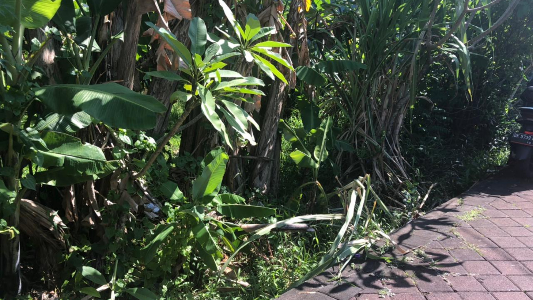 230 sqm Land Freehold in Great Location Mengwi Badung