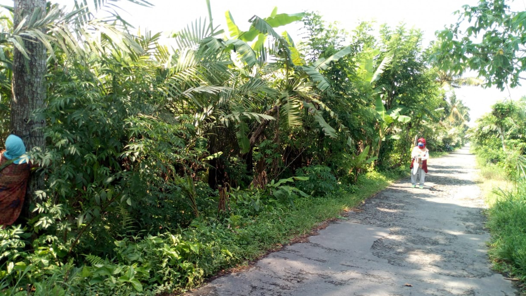 Tanah Sawah 3185 Meter Persegi Di Jl Tempel - Turi Sleman