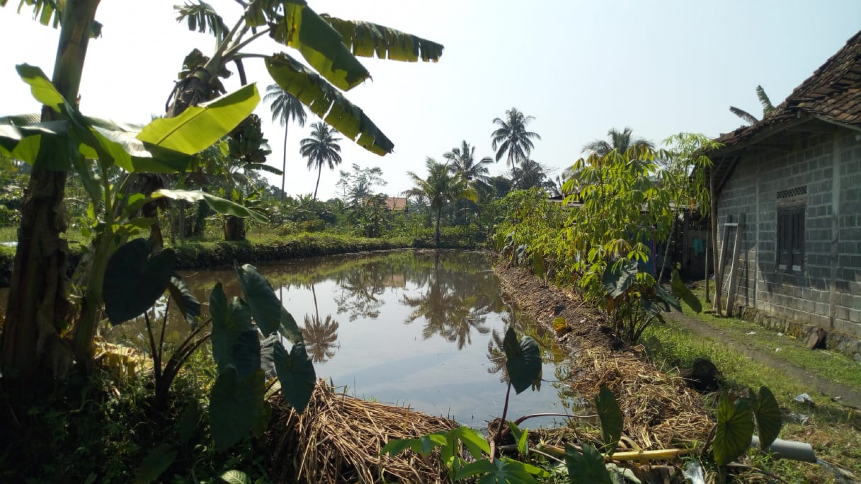 Tanah Sawah 1187 Meter Persegi Di Jl Argo Wisata 