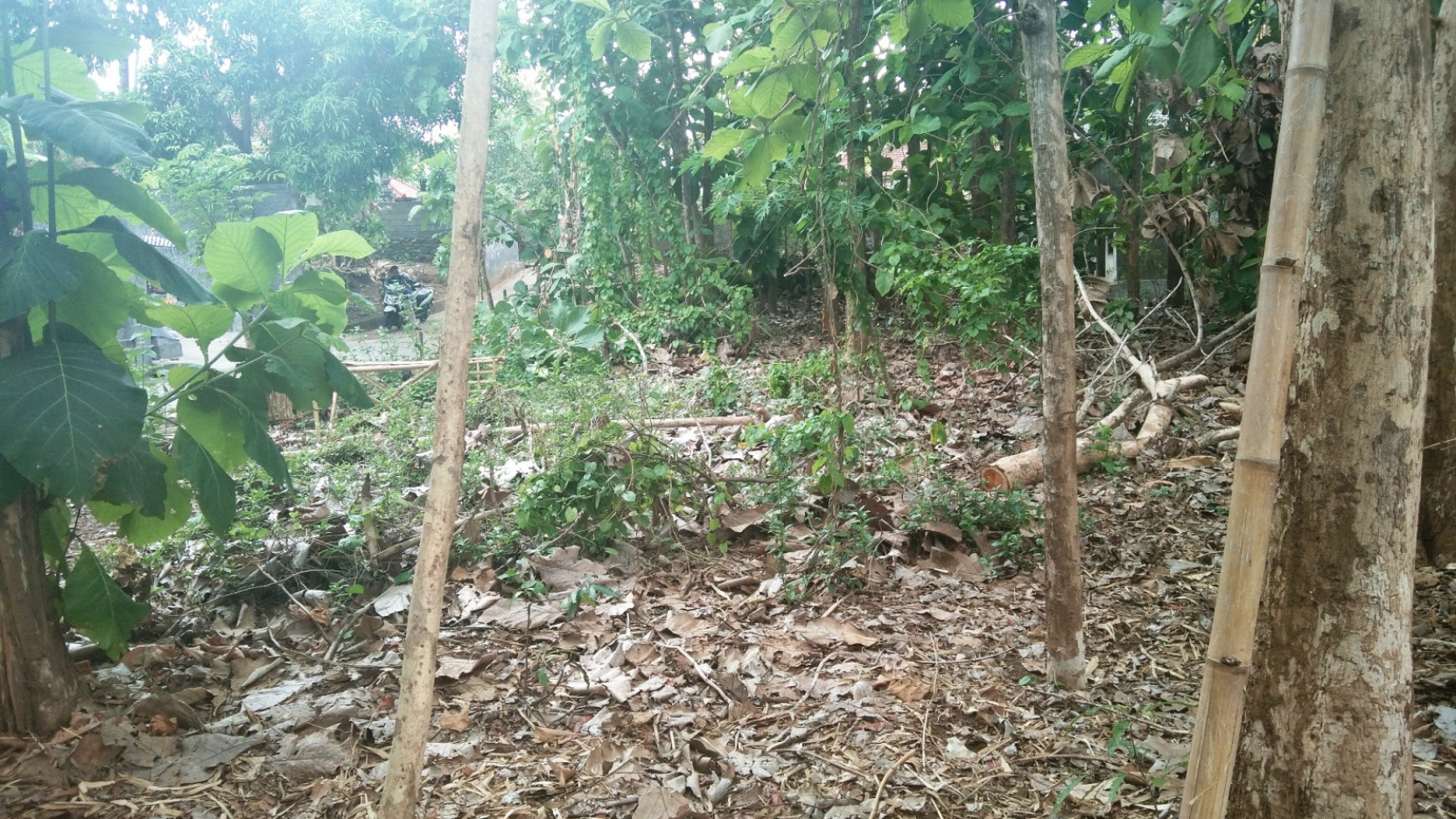 Land for sale near central Lovina