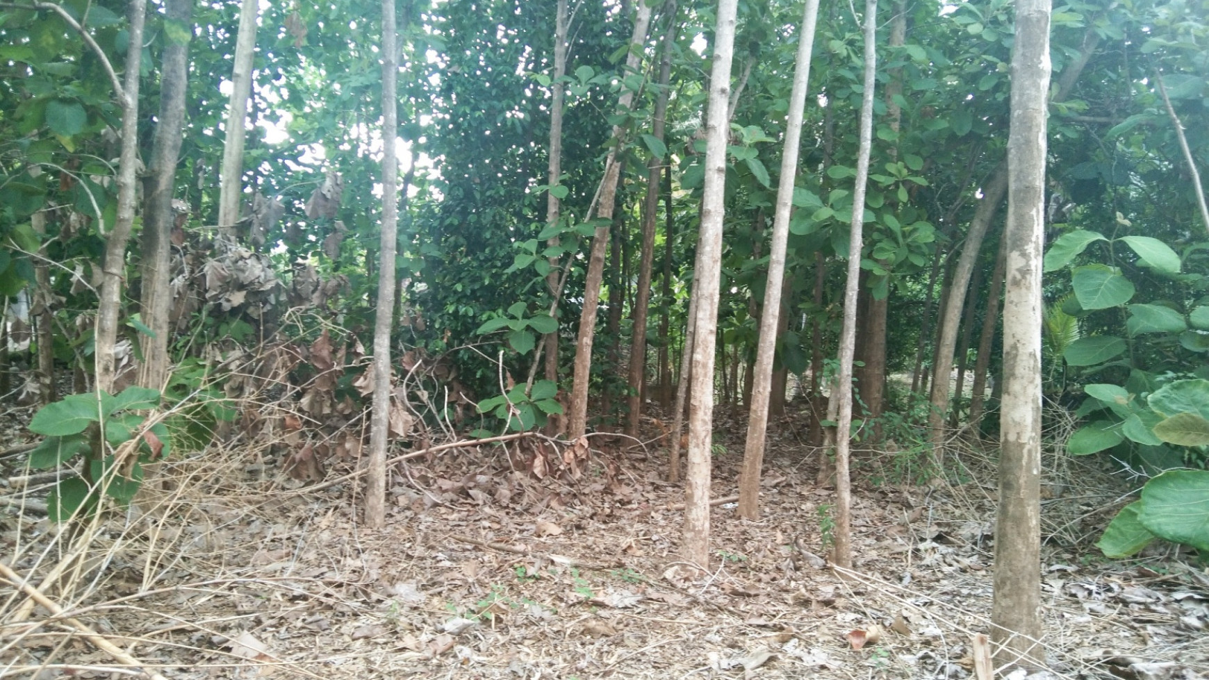 Land for sale near central Lovina