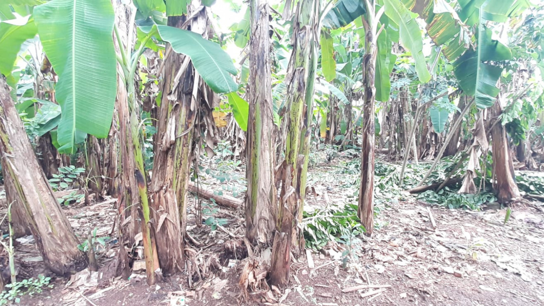 Kavling Ngantong Dekat Kampus UPJ Di Area Jl Cendrawasih Sawah Baru Ciputat