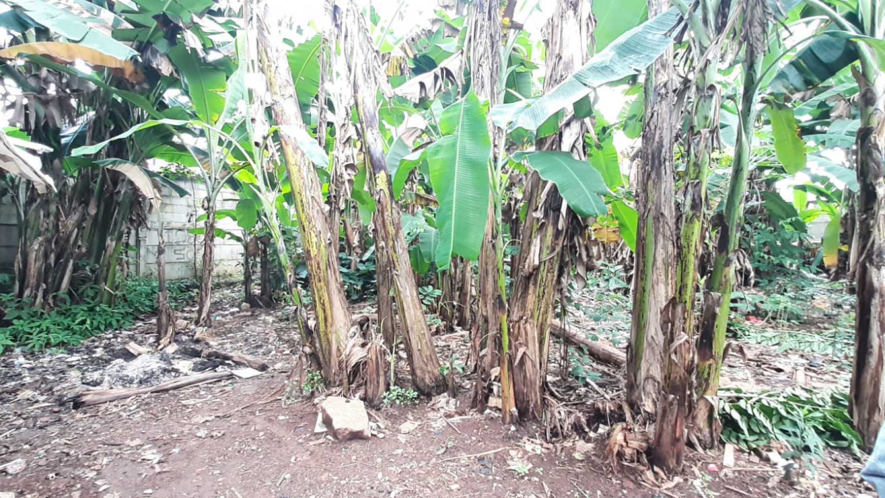 Kavling Ngantong Dekat Kampus UPJ Di Area Jl Cendrawasih Sawah Baru Ciputat