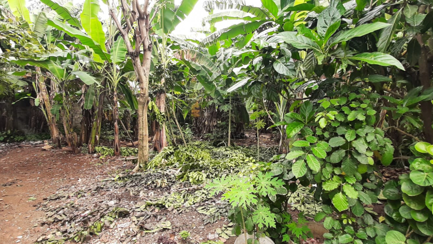 Kavling Ngantong Dekat Kampus UPJ Di Area Jl Cendrawasih Sawah Baru Ciputat