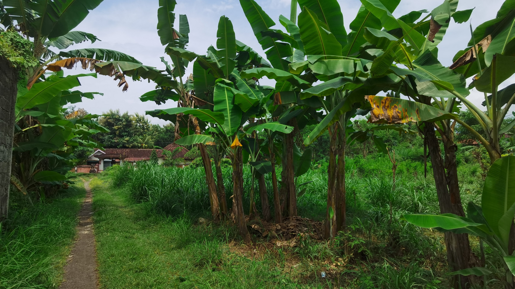 LAND IN THE WEST OF BULELENG