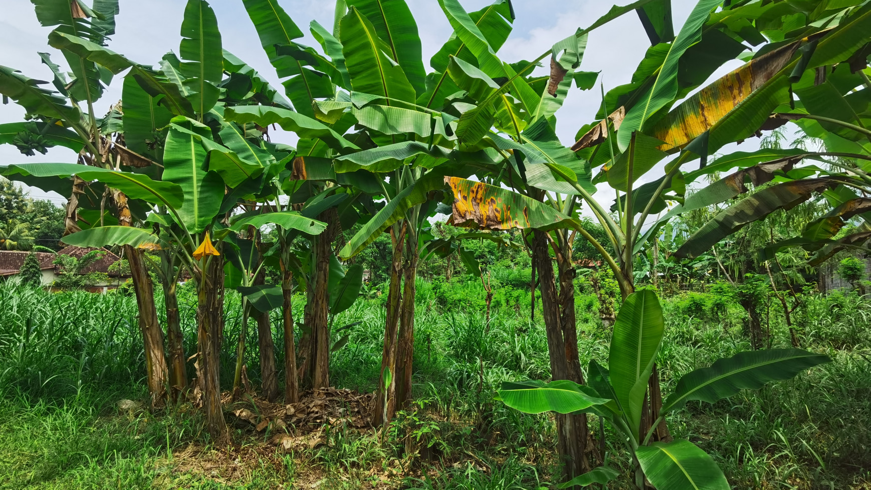 LAND IN THE WEST OF BULELENG