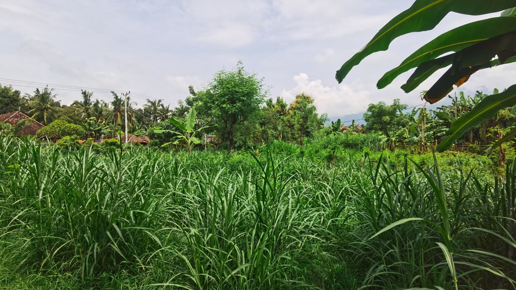 LAND IN THE WEST OF BULELENG