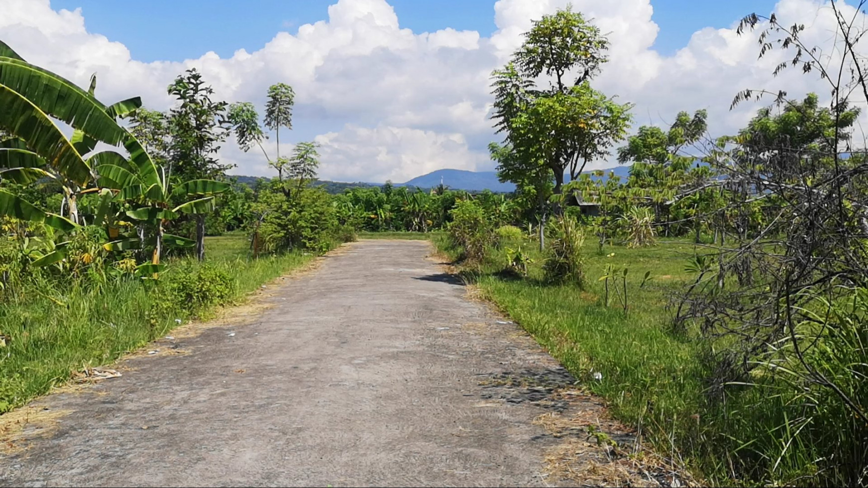 Beautiful Land With Rice Terrace View In Lovina