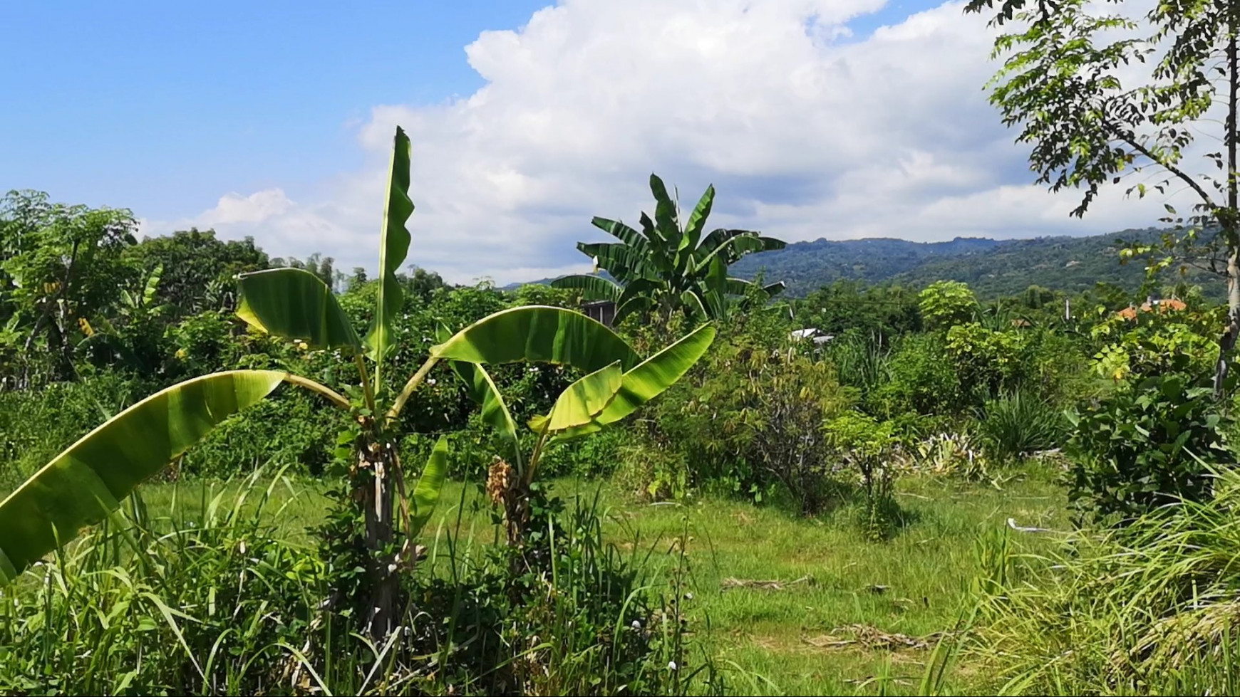 Beautiful Land With Rice Terrace View In Lovina