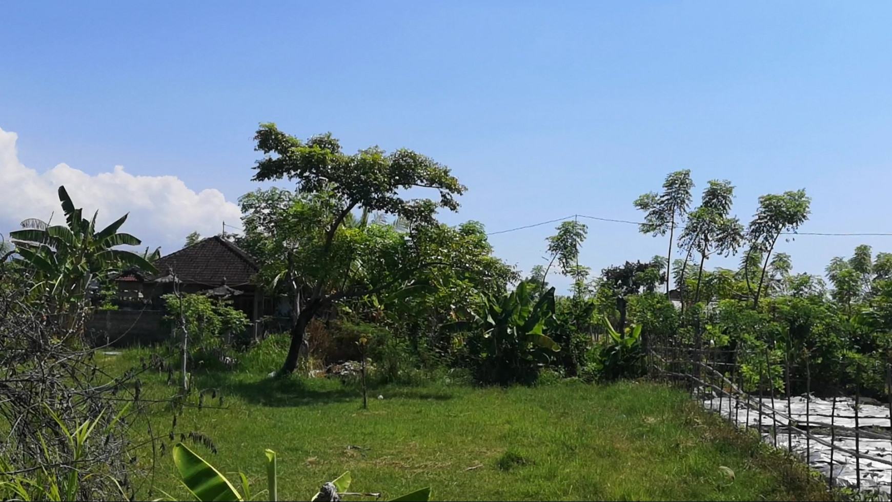 Beautiful Land With Rice Terrace View In Lovina