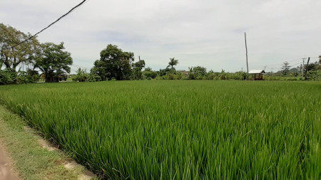 rice field land