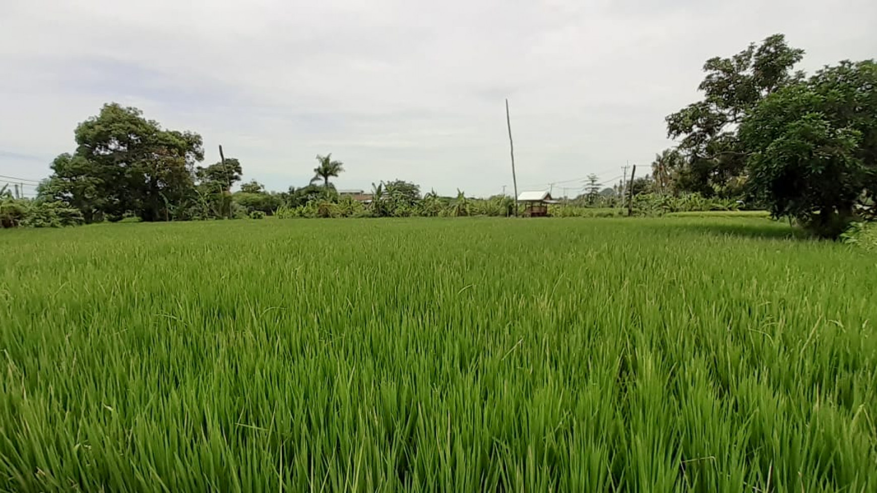 rice field land