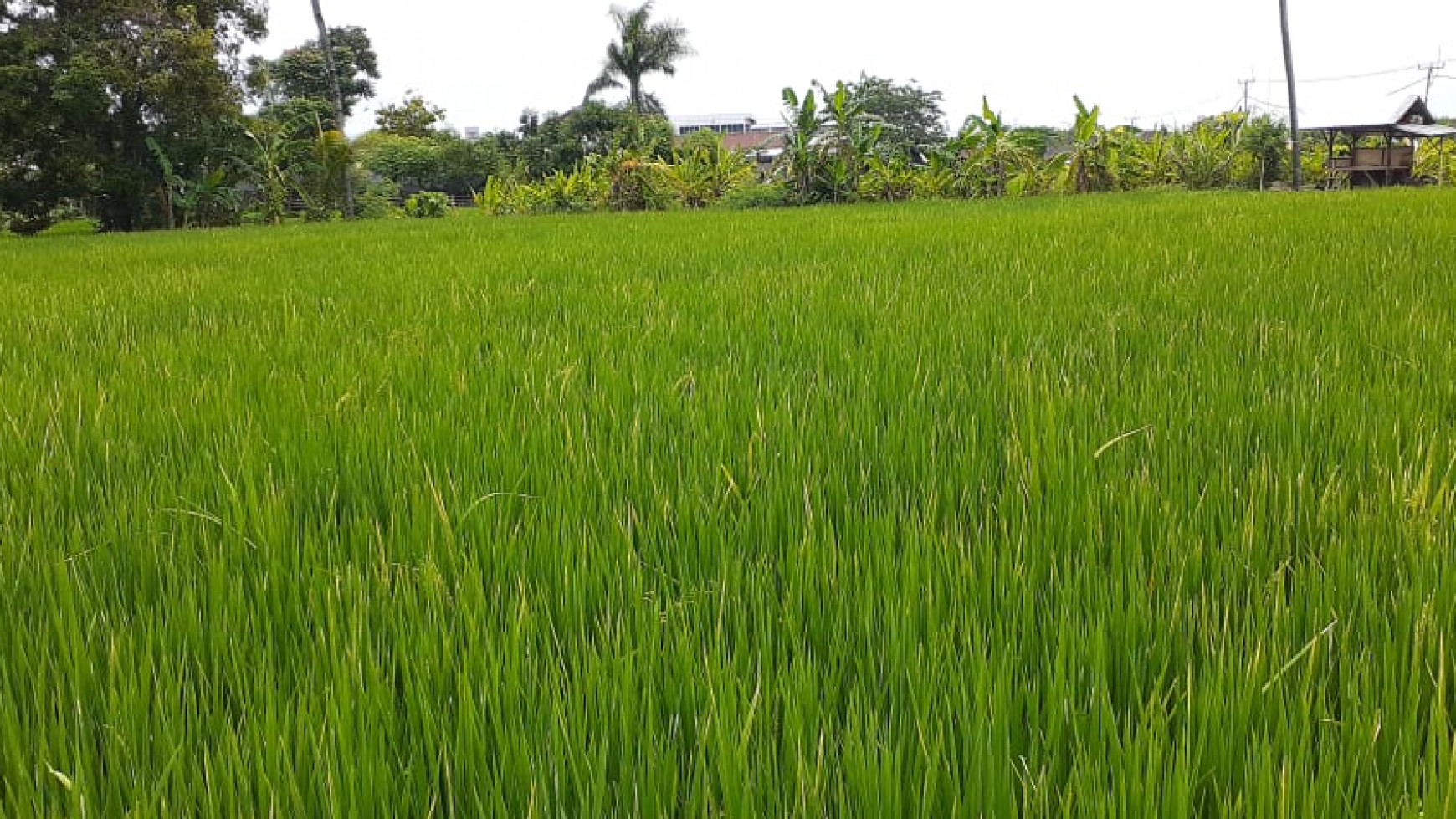 rice field land