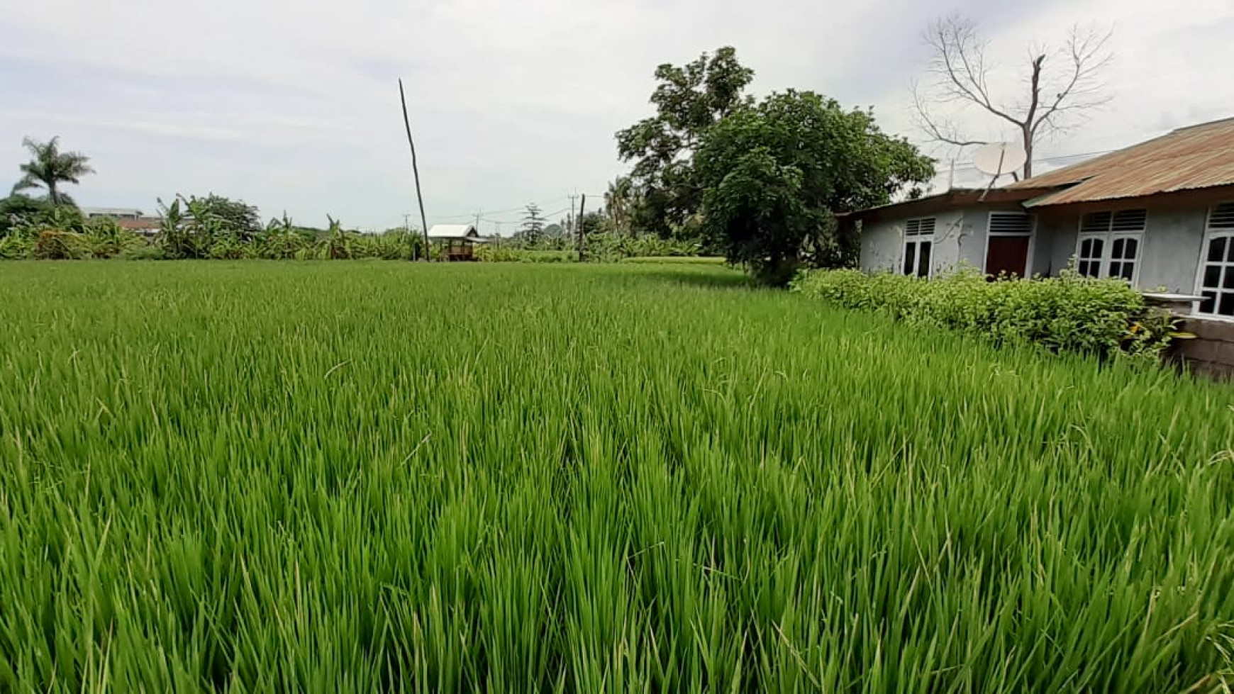 rice field land