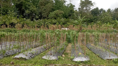 TANAH SAWAH 683 METER PERSEGI, PAKEM, SLEMAN