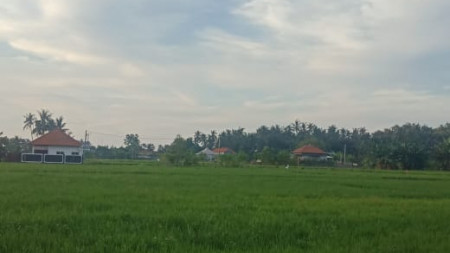 LAND FOR SALE WITH RICE FIELD VIEW IN LOVINA