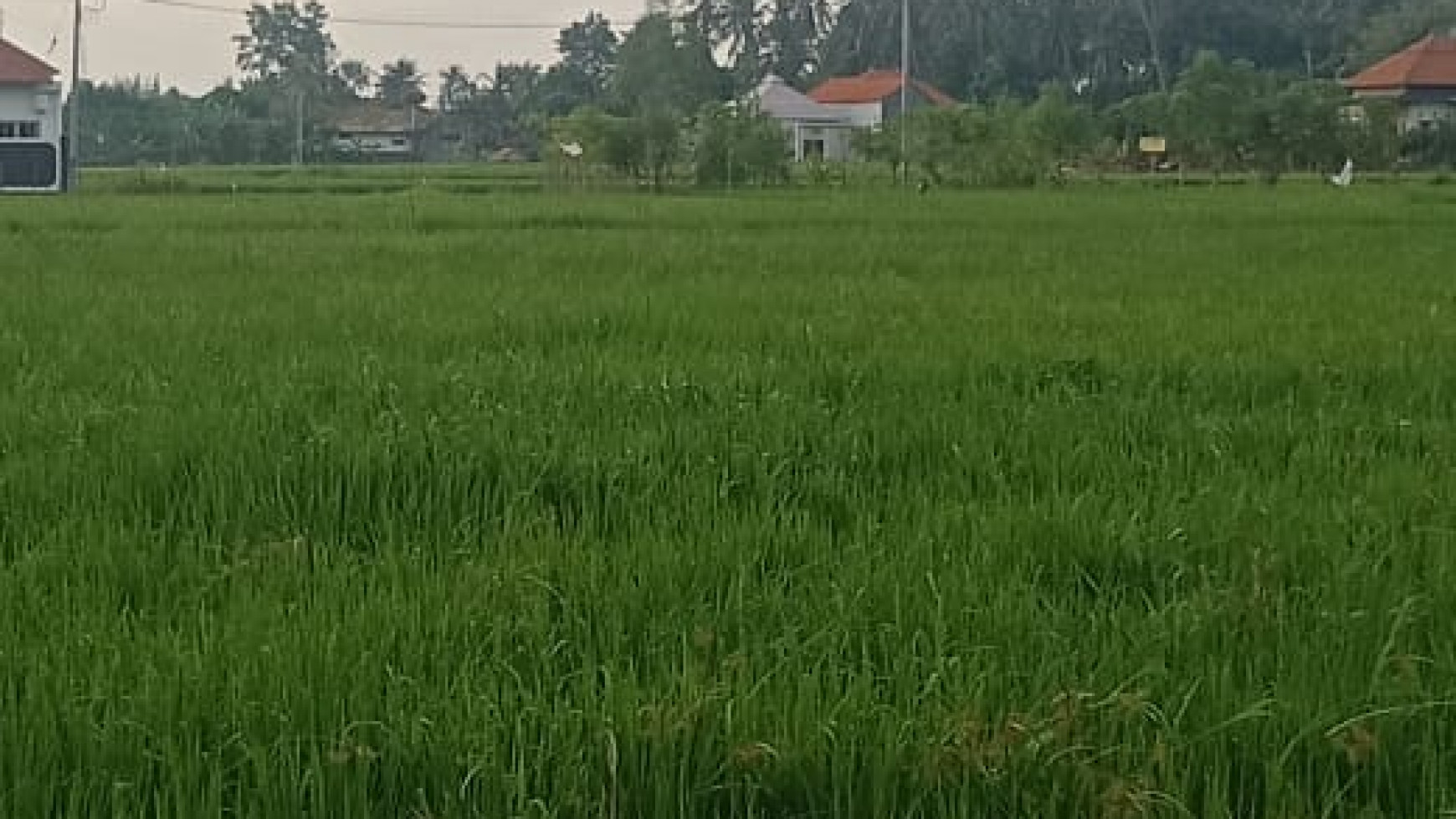 LAND FOR SALE WITH RICE FIELD VIEW IN LOVINA