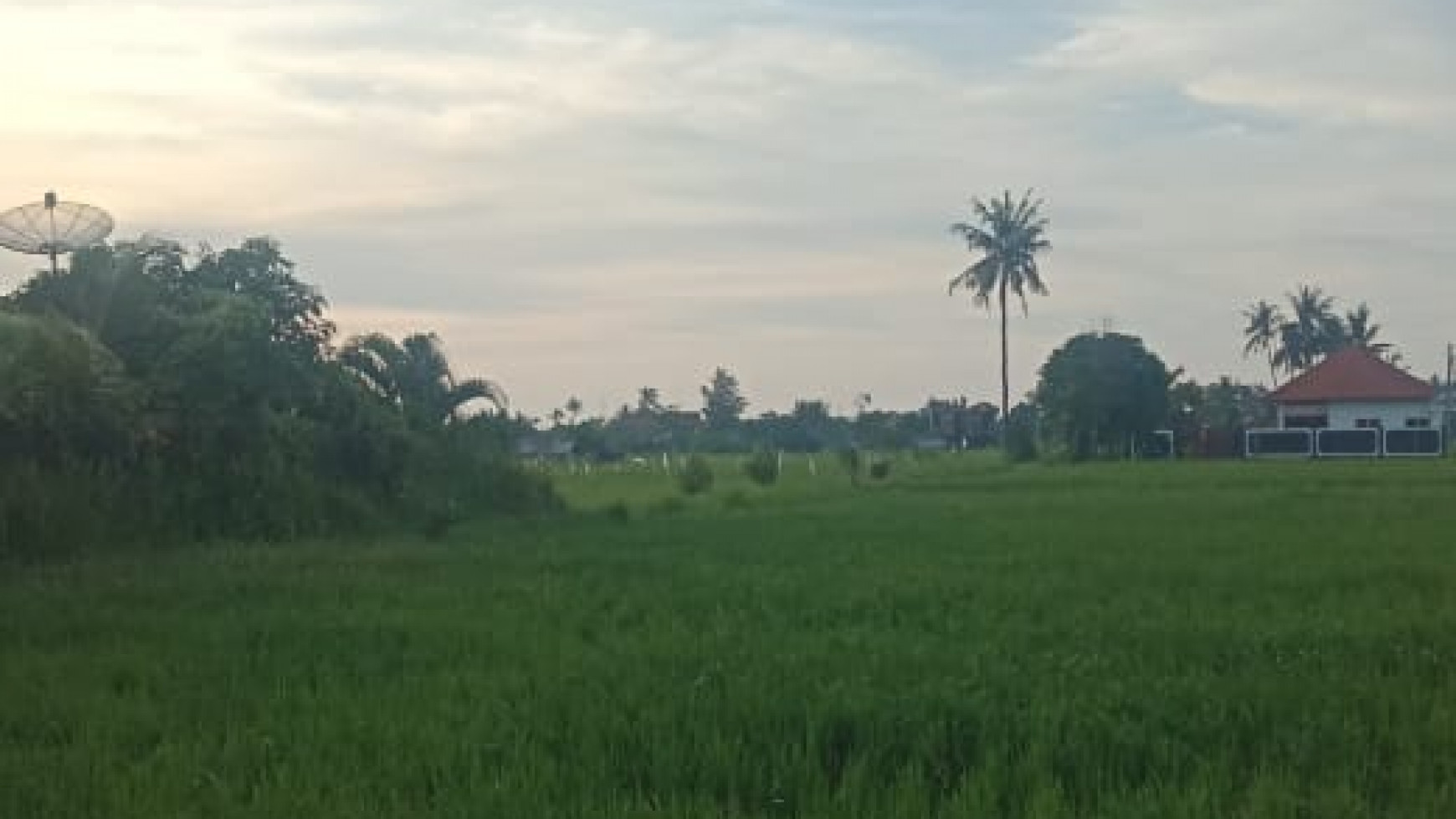 LAND FOR SALE WITH RICE FIELD VIEW IN LOVINA