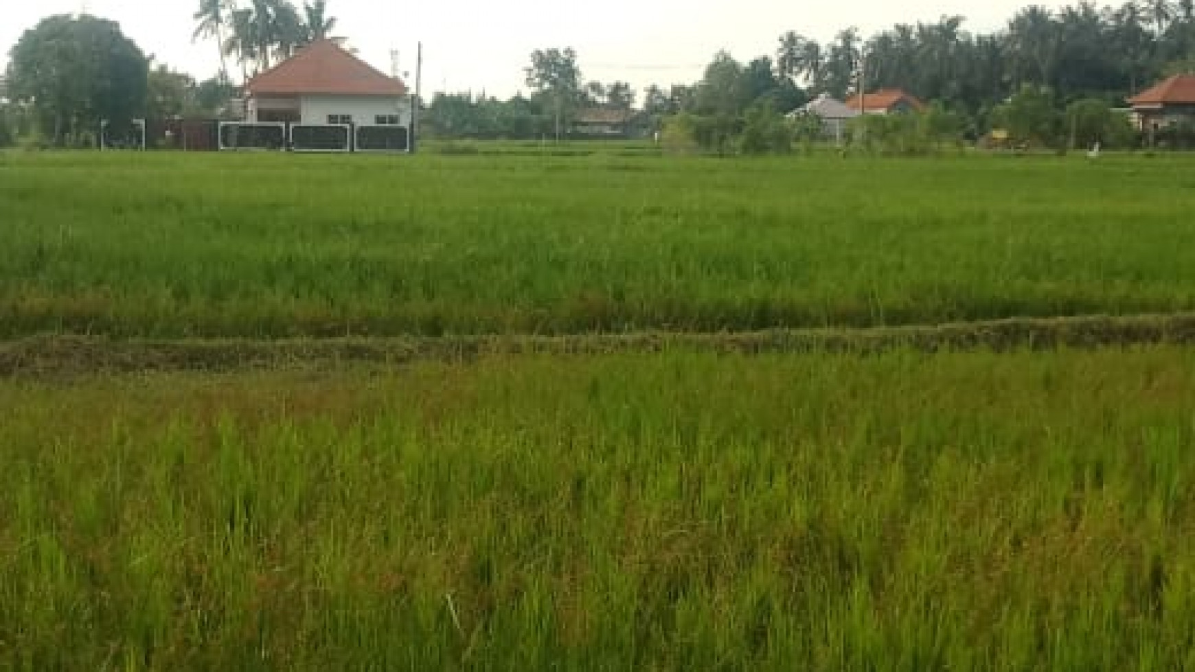 LAND FOR SALE WITH RICE FIELD VIEW IN LOVINA