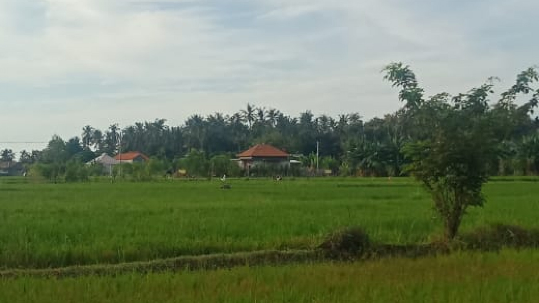 LAND FOR SALE WITH RICE FIELD VIEW IN LOVINA